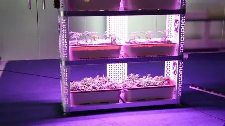 Sistema idroponico per agricoltura verticale Gewächshaus 35W 75W LED Grow Light