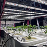 Redfarm Sistema idroponico Sistema di coltivazione indoor Luci progressive a LED commerciali Luce Bud Booster da 1000 W